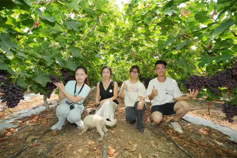 美豐套餐肥助力葡萄產(chǎn)量品質(zhì)雙突破